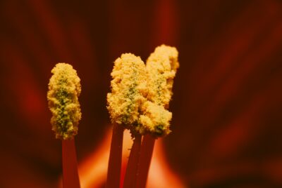 Closeup photo of a pollen encrusted flower in red and yellow.